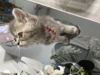 British kedim yeni sahibini arıyor