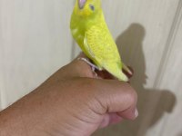 Son bir haftada yeme düşen çekoslovak bebek kuşlar