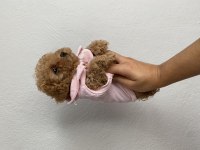 Kore teacup poodle bebekler