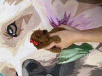 Toy poodle köpeğimiz 2 aylık