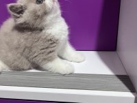 Asil Duruşlu Fawn Bicolor Yakışıklısı Kedimiz