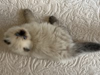 Scottish blue point