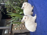 VETERİNERDE HOLLANDA LOP MİNİ LOP CÜCE TAVŞAN YAVRULAR