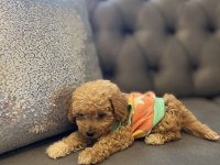 SAFKAN POODLE YAVRU