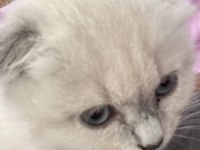 Blue point yavru british shorthair