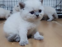 Safkan British Shorthair Bebeklerim Hazır