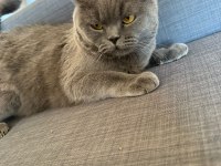 3 yaşında çok sevecen erkek ve kısır British Shorthair