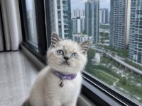 British Shorthair Blue Point Silver Point
