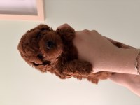 Kore Toy Poodle Yavruları