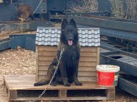 Evine bahçesine dost arayana özel yavru köpekler
