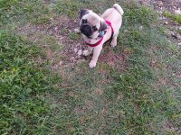 Pug Yavru Orijinal 2 Buçuk Aylık