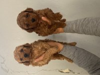 Red toy poodle bebekler