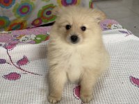 ERKEK POMERANİAN BEBEK