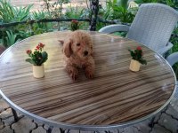 Toy poodle yavruları