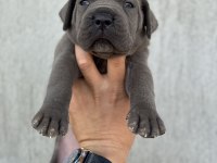 DEV Blue cane corso bebekler