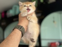 Çok özel ny12 golden british shorthair yavrularımız