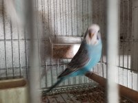 40 günlük alıştırmalık jumbo kırığı muhabbet kuşu yavrular