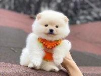 POMERANİAN BEBEKLER (TEDDY BEAR SPİTZ)