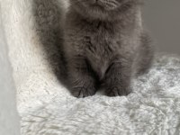 Mükemmel huylu scottish fold yavrumuz