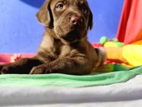 Zeki Sadık Sevgi Dolu Labrador Yavrular