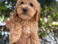Toy Poodle Yavru Köpeğimiz