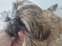 sıfır burun uslu shih tzu