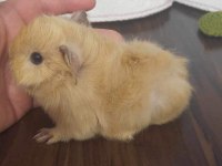 Peruvan ginepig yavrumuz