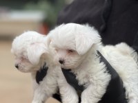 Maltese yavrular