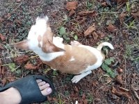 Anne Altından ve Ev ortamından Chihuahua