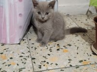 3 aylık british shorthair