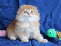 Kalite scottish fold arayanlara