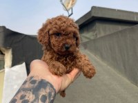Dark red brown ve red brown poodle yavrular