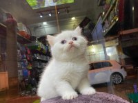 Scottish fold ve british her cins kaliteli yavru kedilerimiz
