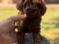 Seçkin Kan Hattından Toy Poodle Yavruları