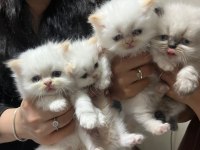 British longhair Mavişler yeni aileler aranıyor