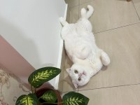 KEDİMİZ PAMUK (ACİL SAHİPLENDİRME)