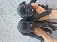 Cane Corso Köpeğimiz