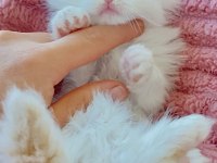 Scottish fold kedimiz ciddi alıcılar