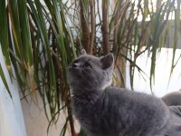 Sevimli british shorthair bebekler