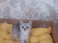 SİLVER TABBY YAVRULARIMIZ BRİTİSH SHORTHAİR