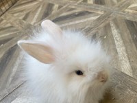 3 Aylık Evcil Teddy Lop Tavşan