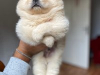 A kalite panda surat chow chow çin aslanı