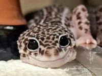 Leopard Ve Crested Geckolar