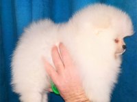 Mükemmel kalite ultra mini pomeranian boy 2kg geçmeyecek