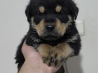 Kaliteli Rottweiler Yavrularımız