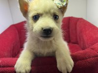 Orjinal Husky Köpekler
