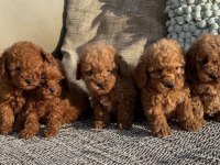 A Kalite Apricoat Toy Poodle Yavrular