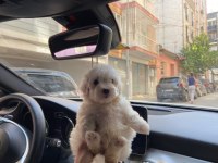 0 NUMARA AŞILI MALTESE YAVRULAR