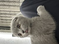 Safkan Scottish Fold 2,5 Aylık