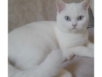 British shorthair Bulutuma yeni yuva aranıyor